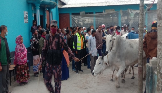 খামার থেকে ২৮টি গরু নিয়ে বিজিবি, মালিকানা যাচাইয়ের নির্দেশ আদালতের।