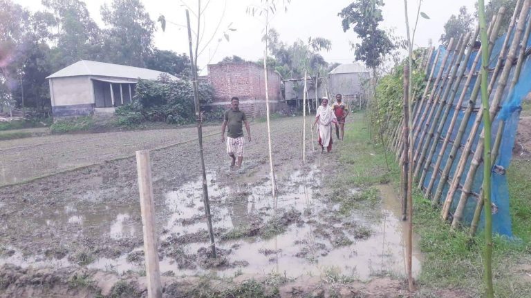 বগুড়ার ধুনটে রাতের আধারে রোপনকৃত ৭০টি গাছের চারা উত্তোলন
