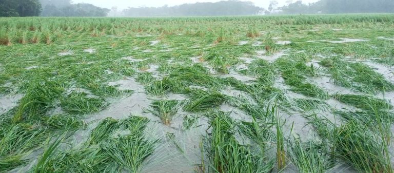 দুমকীতে ঘুর্নিঝড় মিধিলি’র প্রভাবে ফসল ও বিদ্যুৎতের ব্যাপক ক্ষতি
