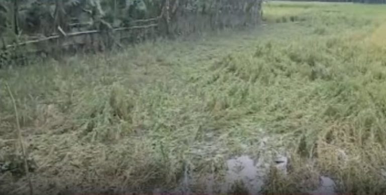 ঘুর্ণিঝড় মিধিলির কারণে নাইক্ষ্যংছড়িতে ক্ষতির মুখে দরিদ্র কৃষকরা