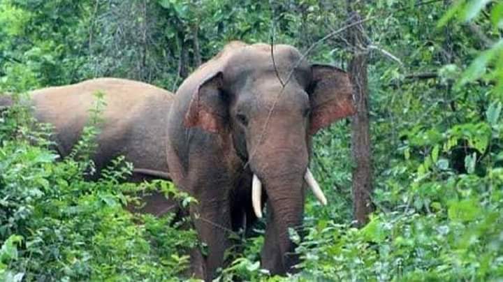 তেঁতুলিয়ায় ভারতীয় সীমান্তের গেট ভাঙ্গে দুই বন্য হাতির প্রবেশ