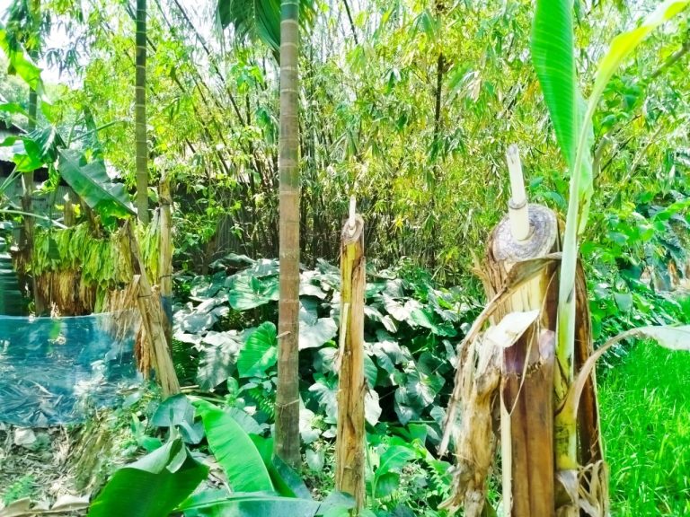 পূর্ব শত্রুতার জের ধরে ভাতিজার শতাধিক গাছ কেটে ফেলার অভিযোগ চাচার বিরুদ্ধে