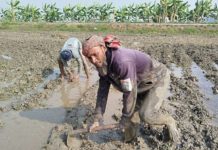 নড়াইলে কৃষকেরা বোরো ধান রোপনে ব্যস্ত সময় পার করছে