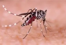 ২৪ ঘণ্টায় ডেঙ্গুতে আরও ৩ মৃত্যু, হাসপাতালে ১০৯৭
